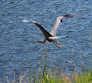 11th Jun 2024 - June 11 Heron Powering Away IMG_0998AAAA