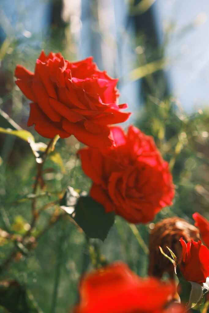 Don’t forget to stop and smell the roses  by josharp186