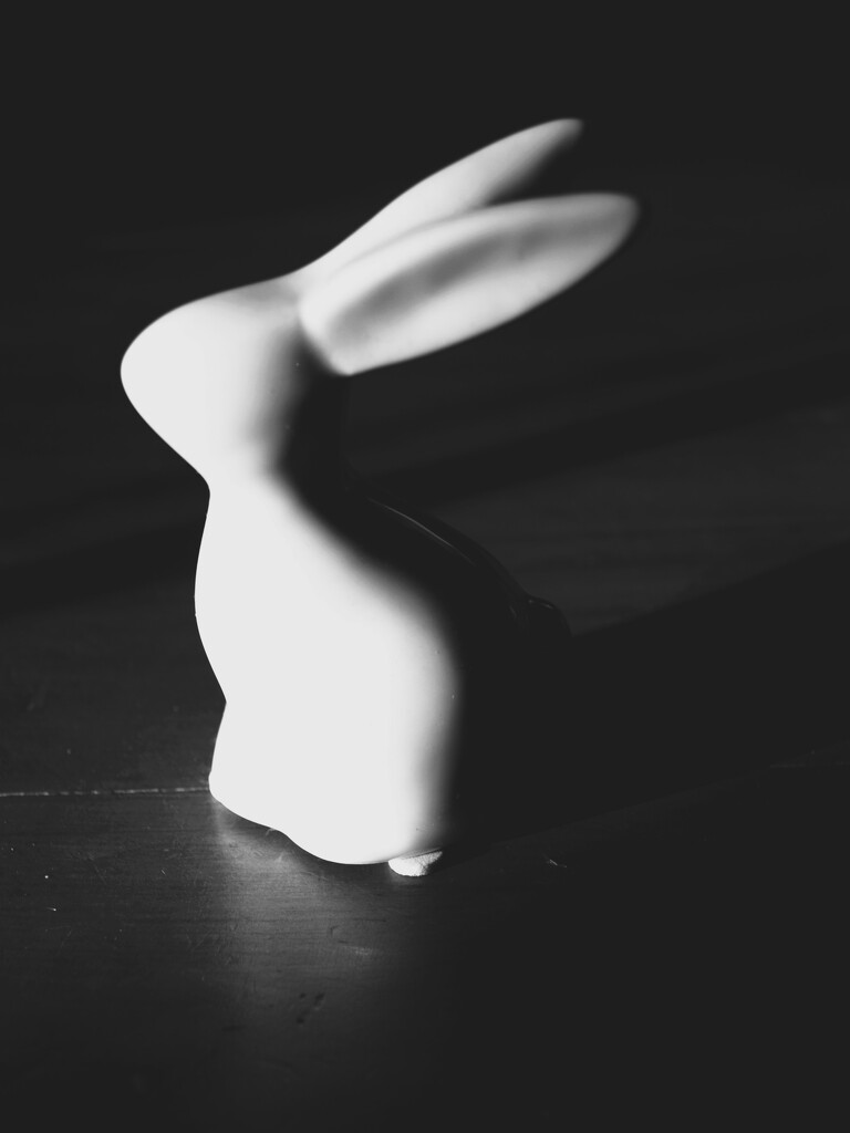 Bunny B&W 1 by mdry