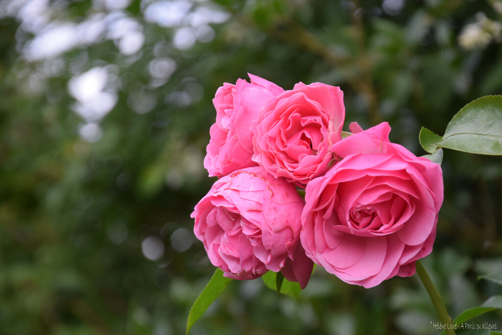 roses by parisouailleurs