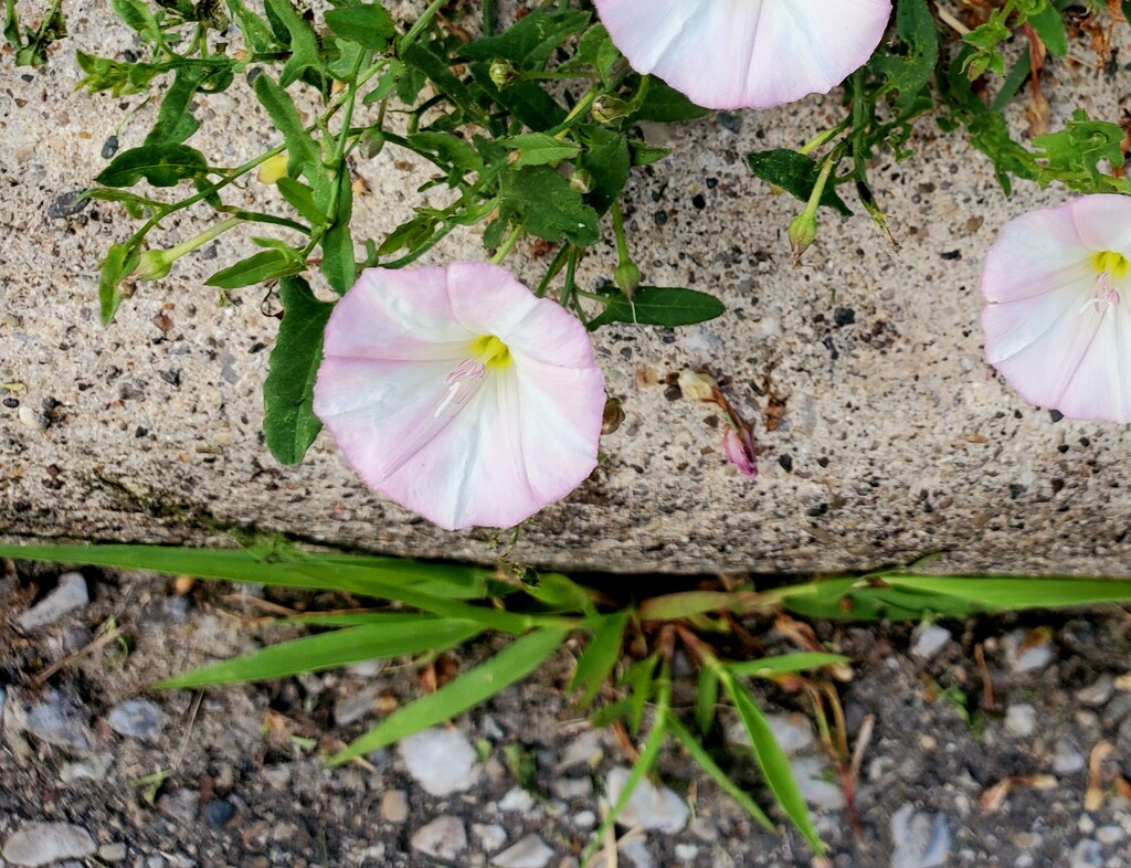 Curbside Flowers 2 by houser934