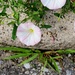 Curbside Flowers 2 by houser934