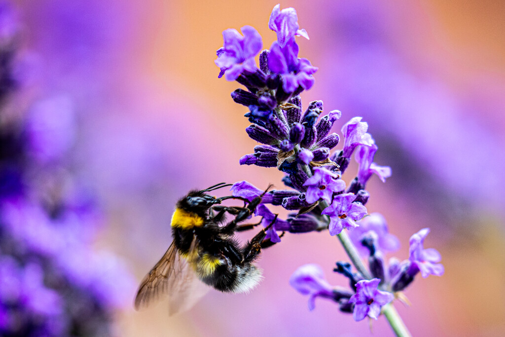 Buzzy Bee by carole_sandford