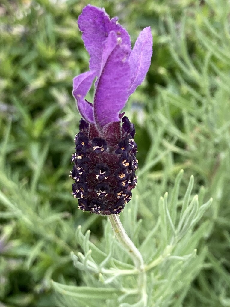 Lavender Flower  by cataylor41