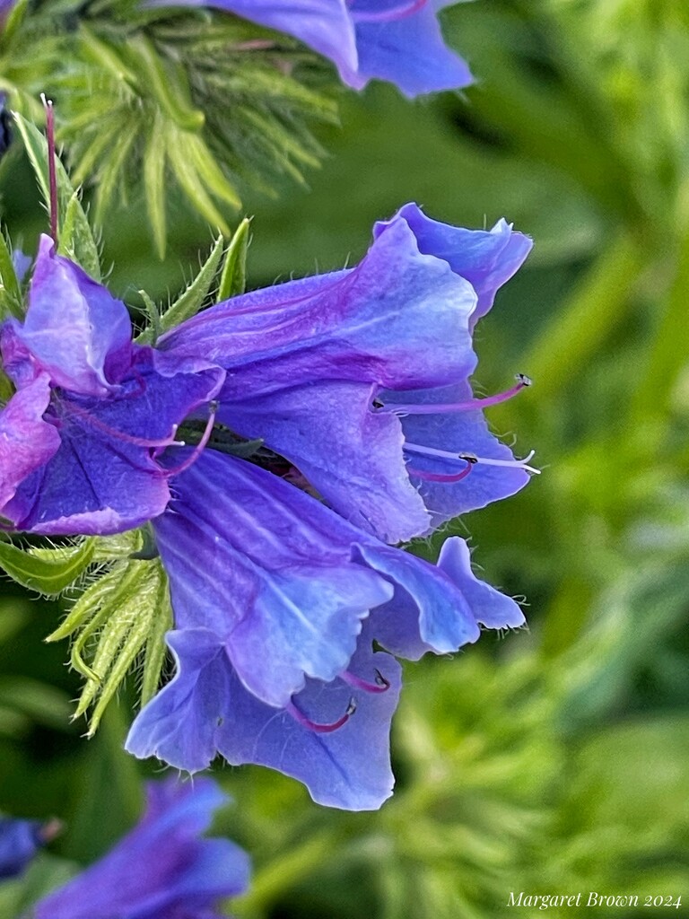 Vipers Bugloss by craftymeg