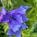 Vipers Bugloss by craftymeg