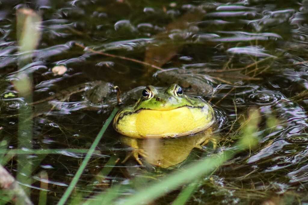 Ribbit!  by princessicajessica