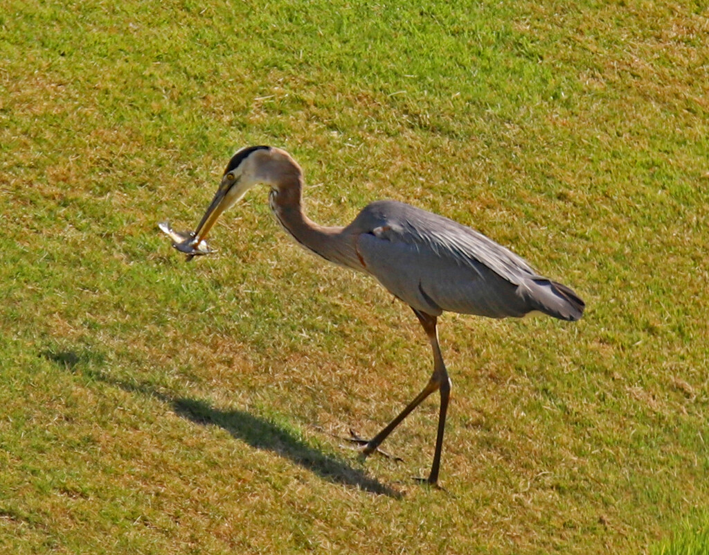 June 14 Heron Flipping Fish IMG_1107AAAA by georgegailmcdowellcom