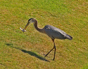 14th Jun 2024 - June 14 Heron Flipping Fish IMG_1107AAAA