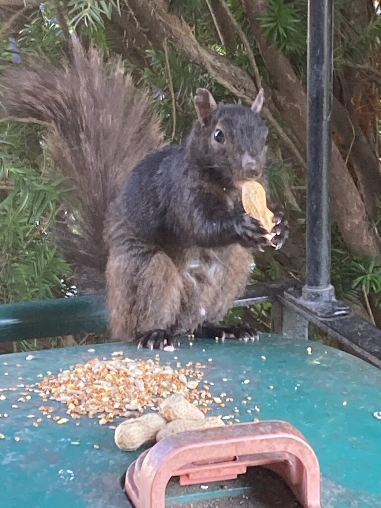 Yummy Peanuts by spanishliz