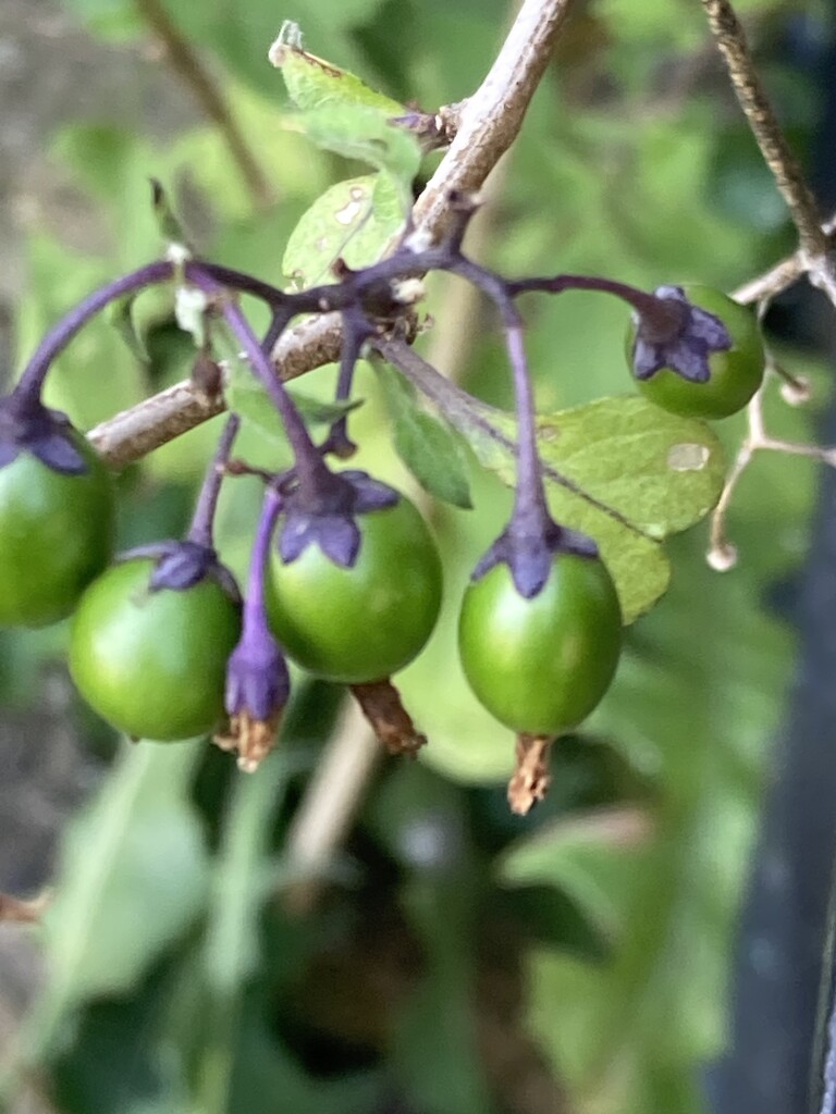 Shiny Berries by spanishliz