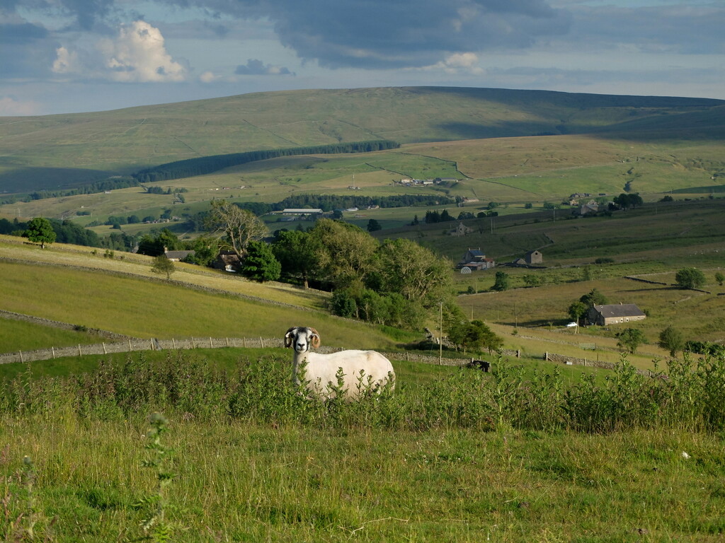 another day another sheep by minsky365