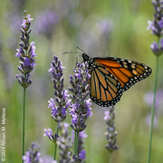 8th Jul 2024 - Monarch in the Lavender