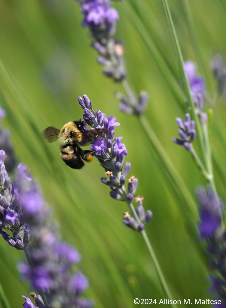 Busy Bumblebee by falcon11