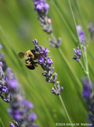 8th Jul 2024 - Busy Bumblebee