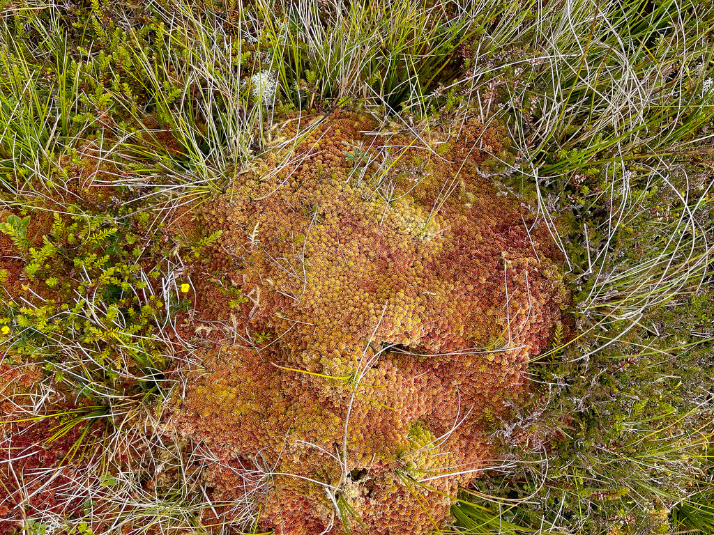 Roundleaf Sundew by lifeat60degrees