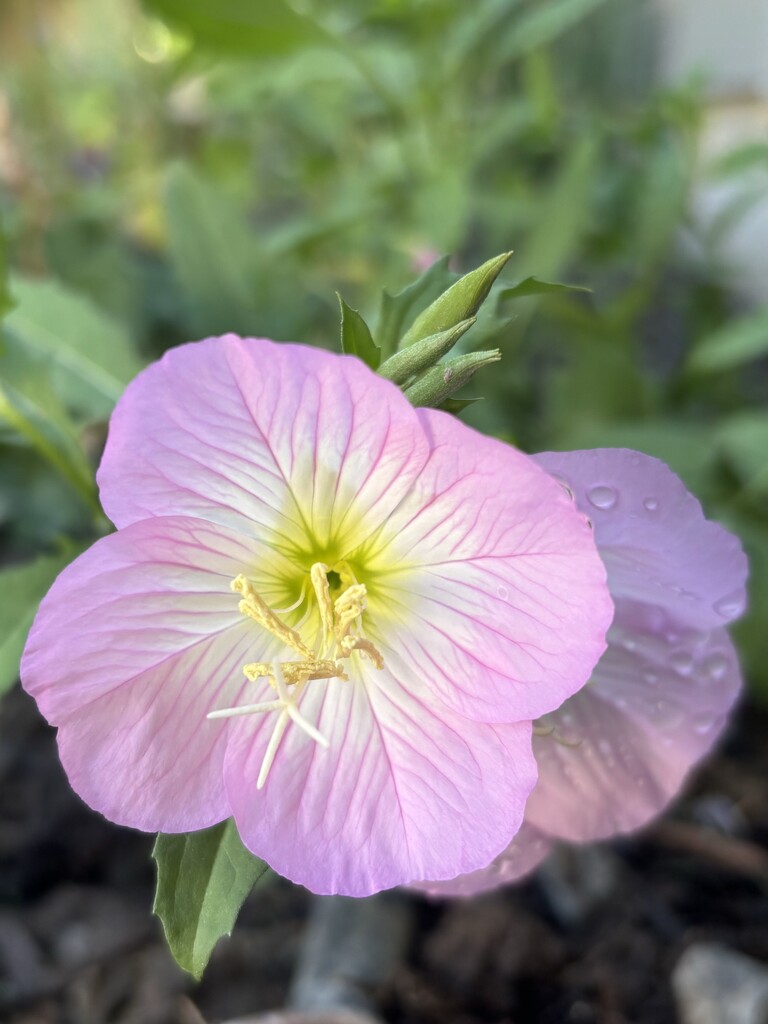 Evening Primrose by pirish