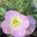 Evening Primrose by pirish