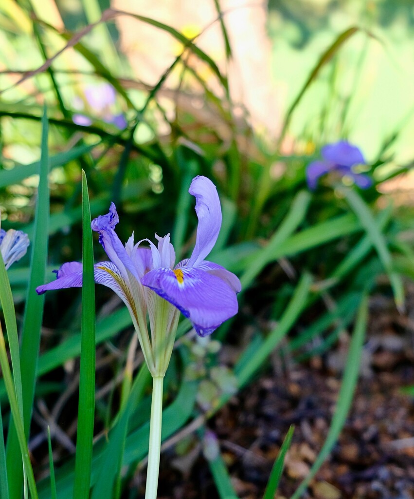 Winter Iris by maggiemae