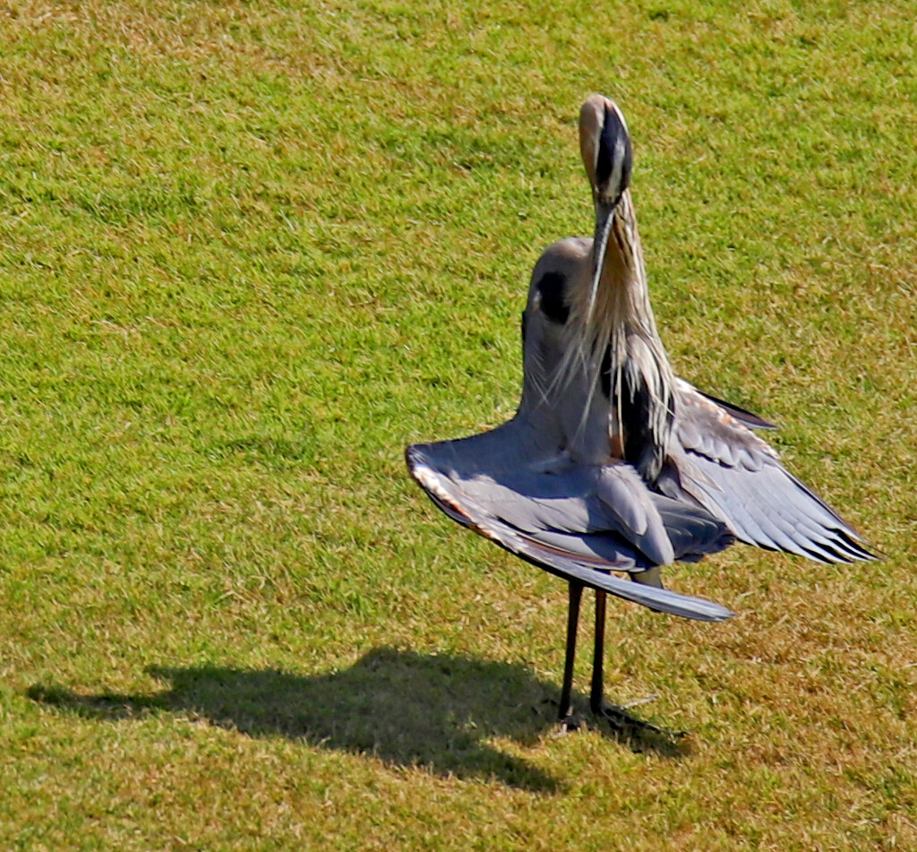 June 24 Heron Warming And Preening In Mornng Sun IMG_1139AAAA by georgegailmcdowellcom