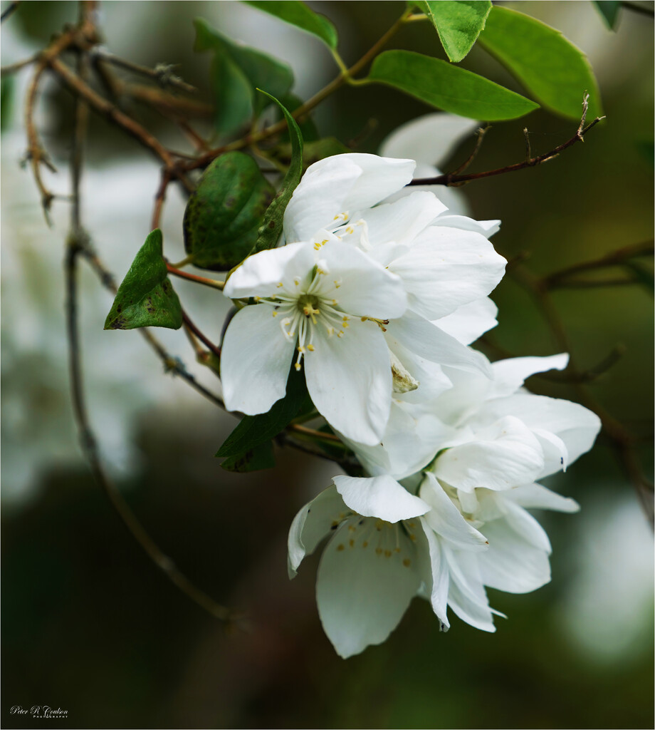 Tree Blossom by pcoulson