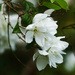 Tree Blossom by pcoulson