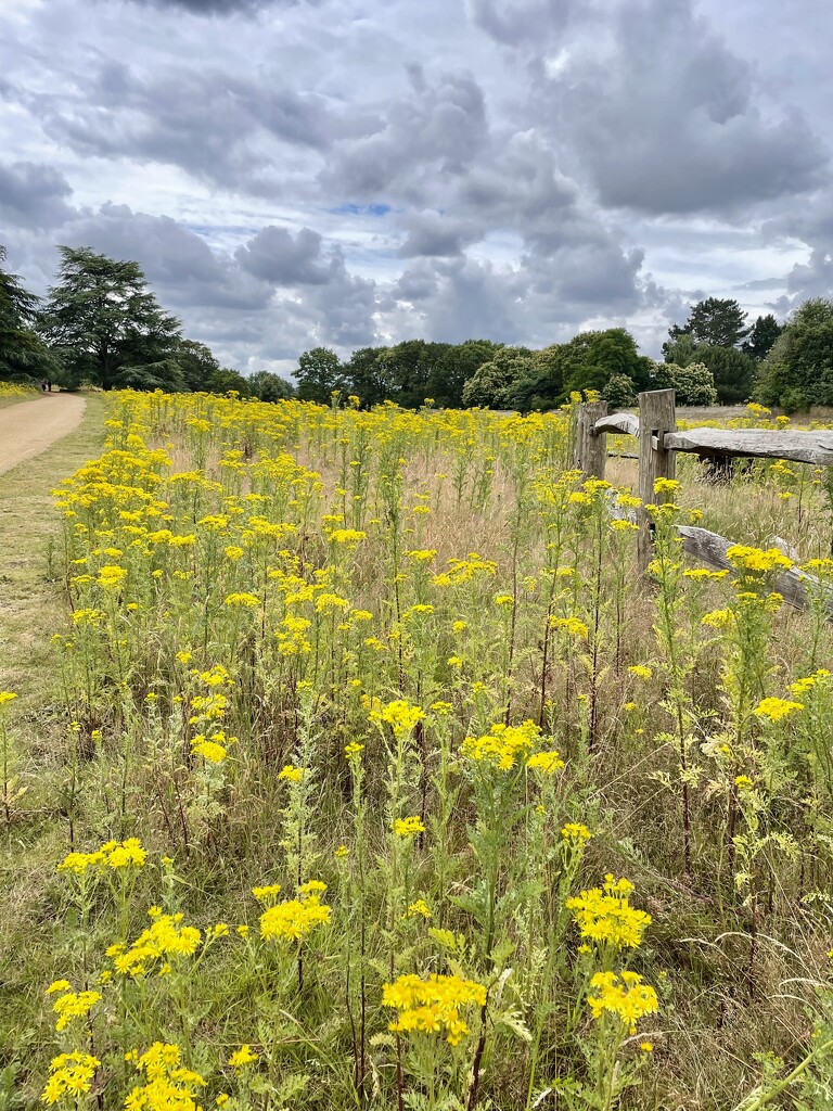 Yellow in Richmond park by irenasevsek