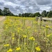 Yellow in Richmond park by irenasevsek