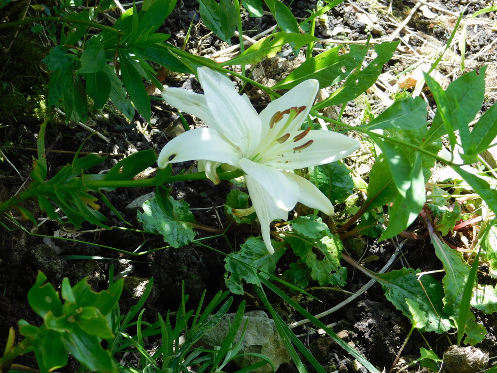 moth-eaten lily by anniesue