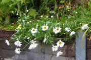 8th Jul 2024 - Bedraggled Daisies