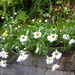 Bedraggled Daisies by pebblegeek