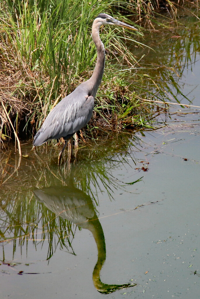 June 25 Heron Looking Angry IMG_1146AAA by georgegailmcdowellcom