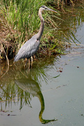 25th Jun 2024 - June 25 Heron Looking Angry IMG_1146AAA