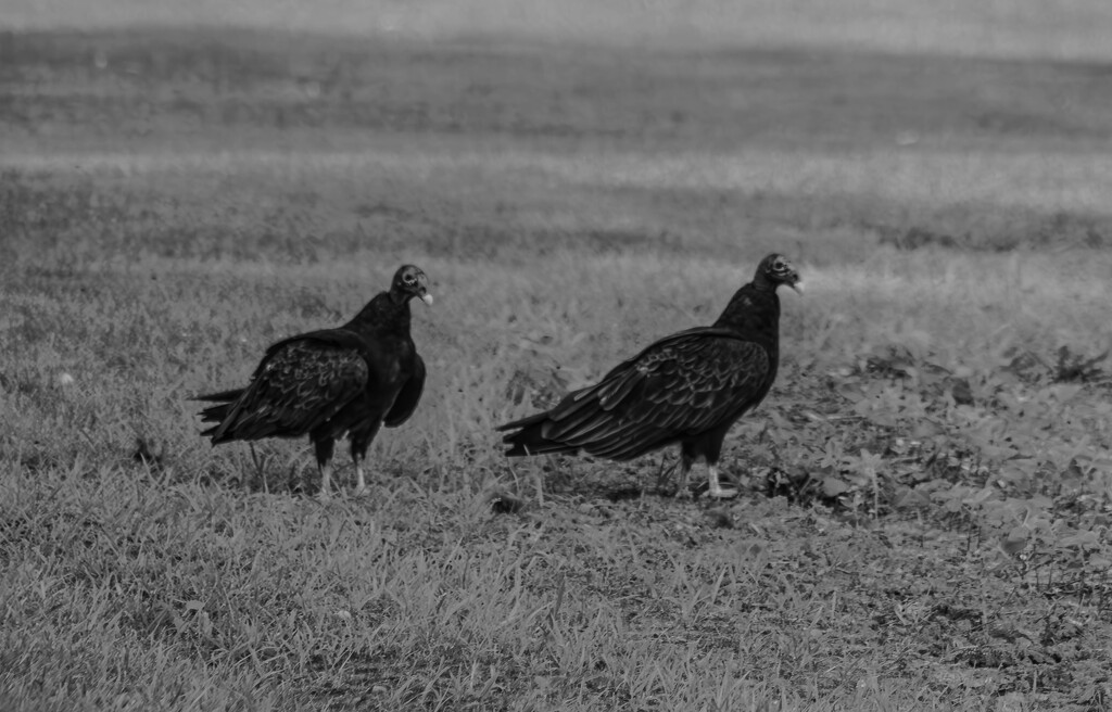 Turkey vultures by darchibald