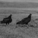 Turkey vultures by darchibald