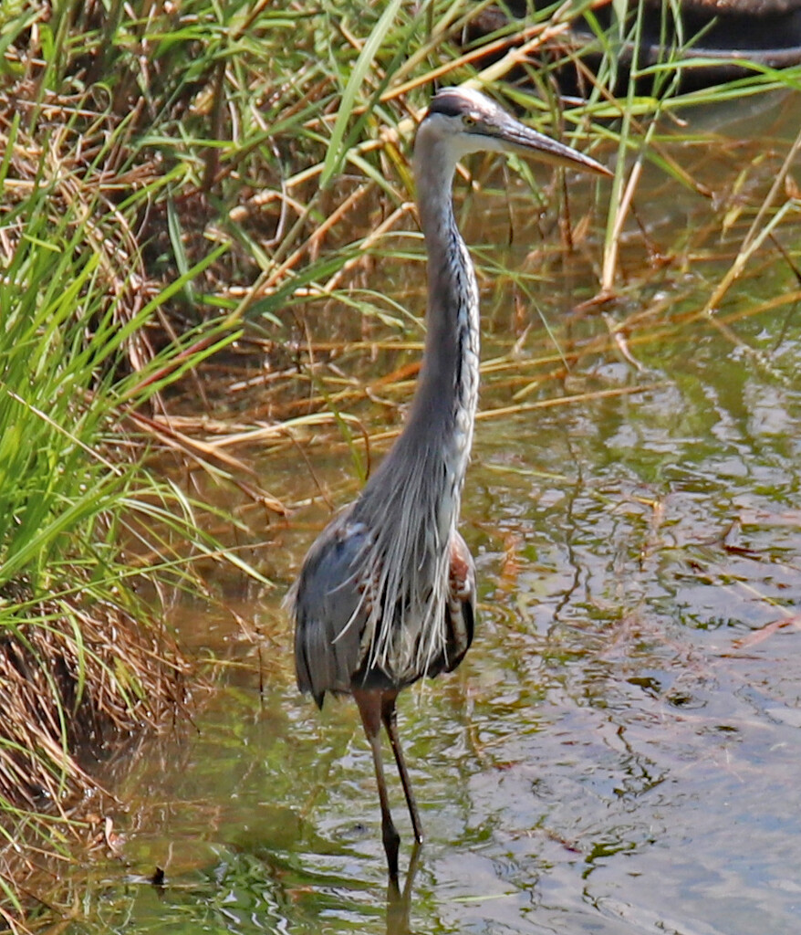 June 26 Heron With Great Chest Feathers IMG_1148AAAA by georgegailmcdowellcom