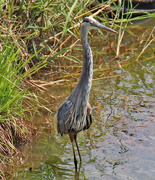 26th Jun 2024 - June 26 Heron With Great Chest Feathers IMG_1148AAAA