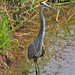 June 26 Heron With Great Chest Feathers IMG_1148AAAA