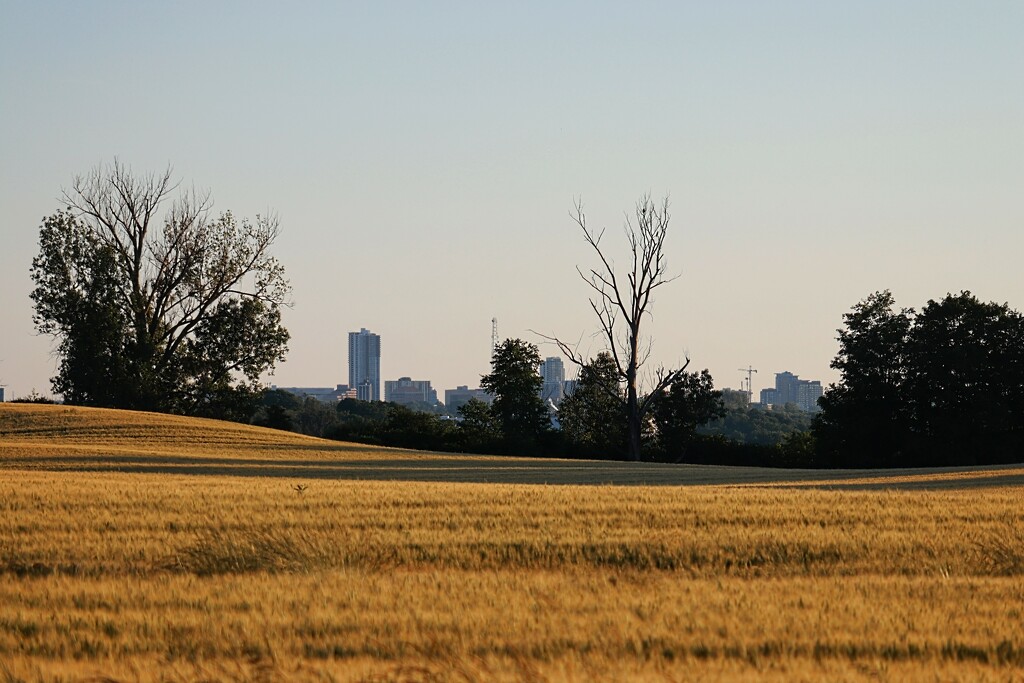 Country View and City View by princessicajessica