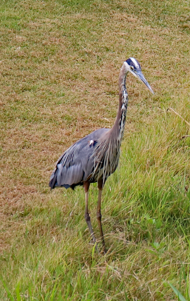 June 27 Heron Looking Determined IMG_1152AAA by georgegailmcdowellcom