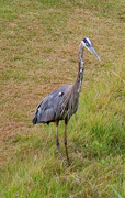 27th Jun 2024 - June 27 Heron Looking Determined IMG_1152AAA