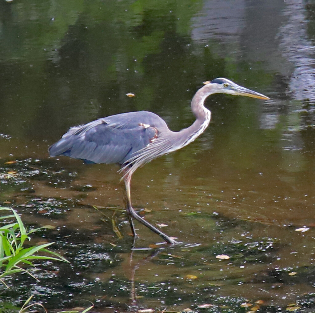 June 28 Heron Starting Morning Hunt IMG_1158AAAA by georgegailmcdowellcom