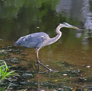 28th Jun 2024 - June 28 Heron Starting Morning Hunt IMG_1158AAAA