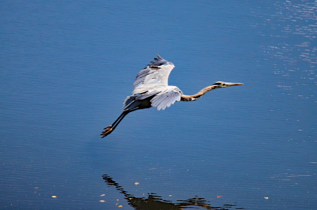 June 29 Heron Coming In For Landing IMG_1163AAAA by georgegailmcdowellcom