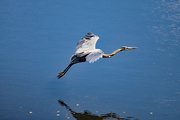 29th Jun 2024 - June 29 Heron Coming In For Landing IMG_1163AAAA