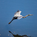 June 29 Heron Coming In For Landing IMG_1163AAAA