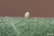 8th Jul 2024 - Monarch Butterfly Egg