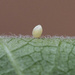 Monarch Butterfly Egg by fayefaye