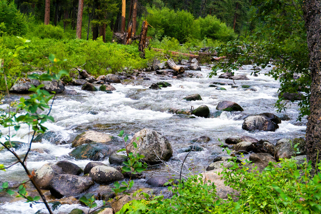 Rushing Waters of the Forest Stream by veronicalevchenko