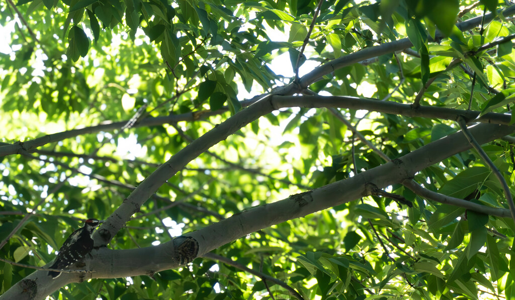 Among the Branches by veronicalevchenko